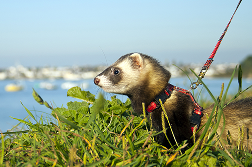 Online ferret store hotsell